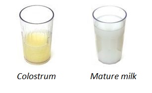 Colostrum